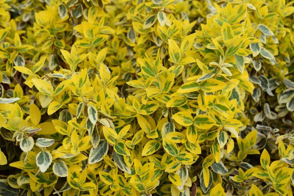 Euonymus fortunei 'Emerald 'n' Gold' ---